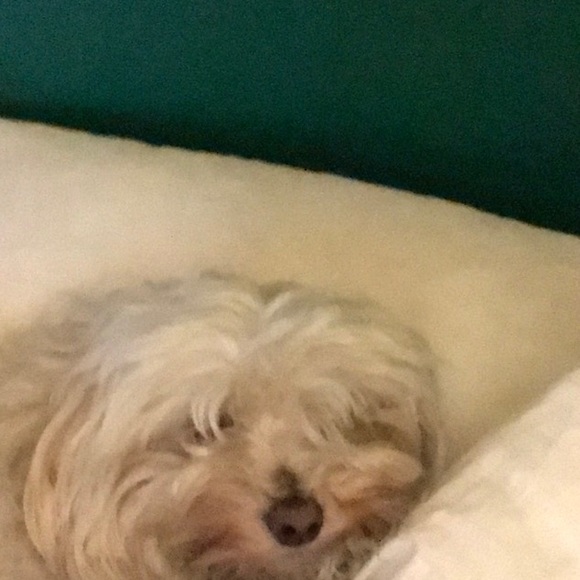 Meet your Posher, Cami - Picture 1 of 1